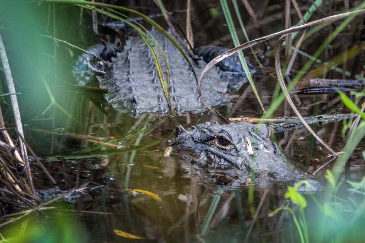 Coccodrillo